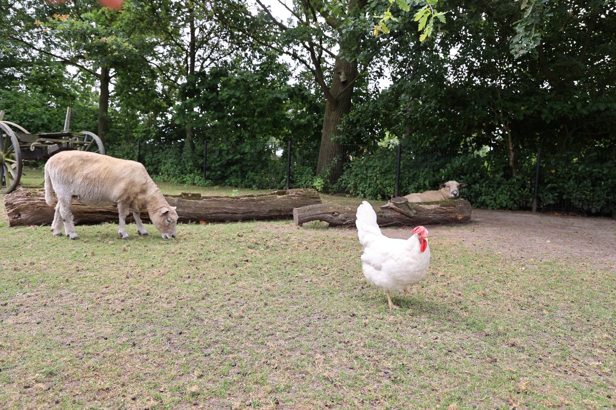Dieren verzorgen